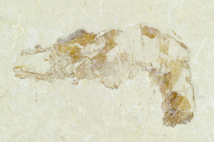 Cretaceous Fossil Shrimp - Lebanon #123945